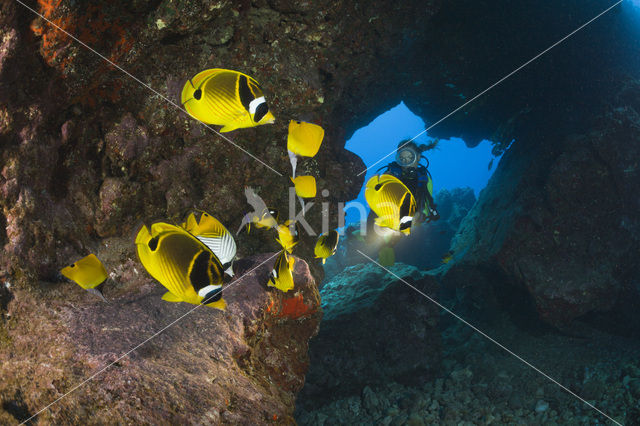 Raccoon butterflyfish (Chaetodon lunula)