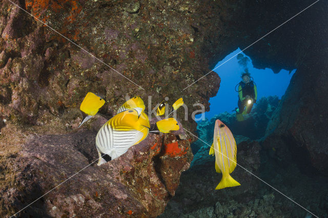 Raccoon butterflyfish (Chaetodon lunula)