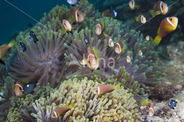 Maladiven Anemoonvis (Amphiprion nigripes)