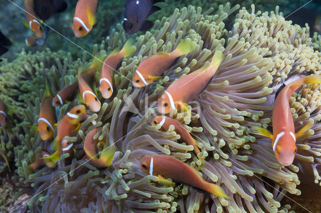 Maladiven Anemoonvis (Amphiprion nigripes)