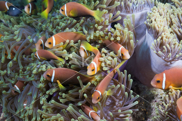 Maldives anemonefish (Amphiprion nigripes)