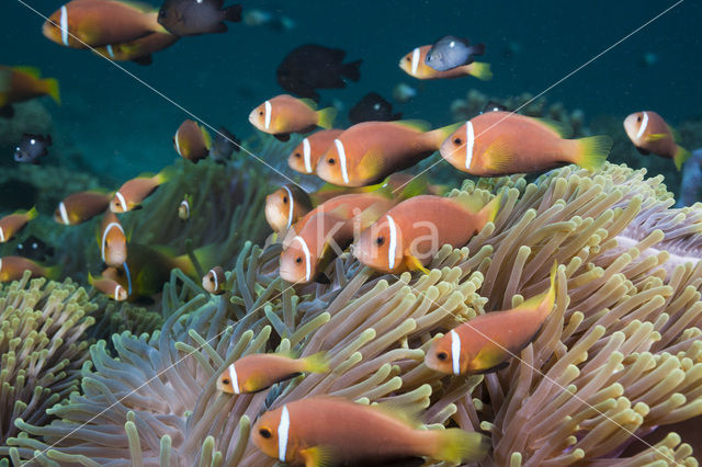 Maladiven Anemoonvis (Amphiprion nigripes)