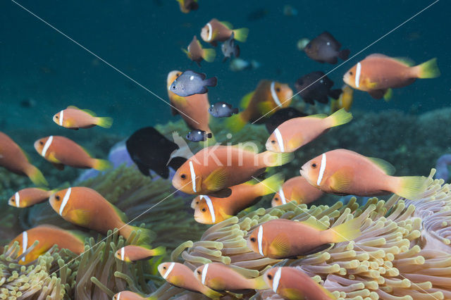 Maldives anemonefish (Amphiprion nigripes)