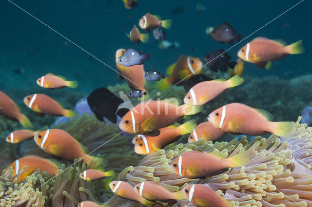 Maladiven Anemoonvis (Amphiprion nigripes)