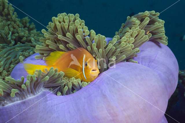 Maladiven Anemoonvis (Amphiprion nigripes)