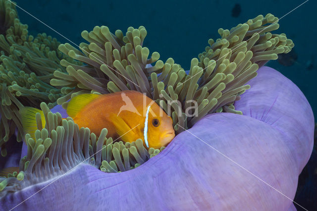 Maladiven Anemoonvis (Amphiprion nigripes)