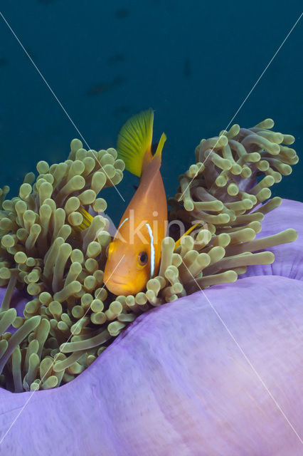 Maldives anemonefish (Amphiprion nigripes)