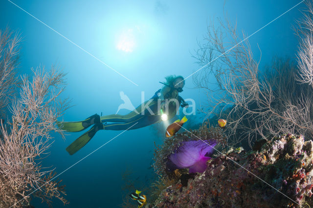 Maldives anemonefish (Amphiprion nigripes)