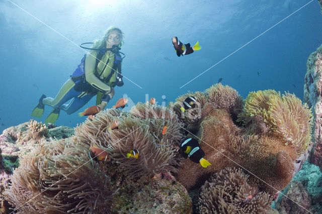 Maladiven Anemoonvis (Amphiprion nigripes)