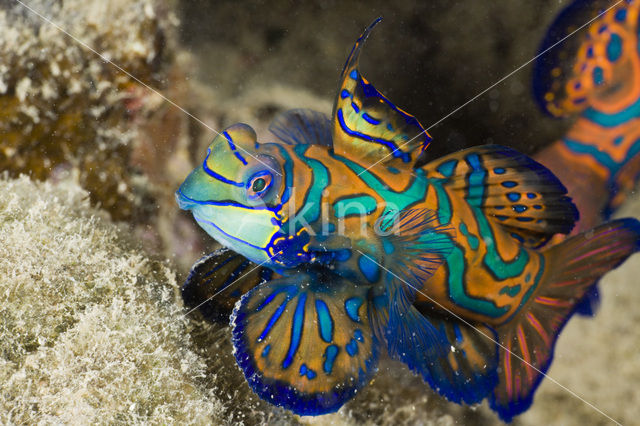 Mandarinfish (Synchiropus splendidus)