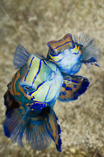 Mandarinfish (Synchiropus splendidus)