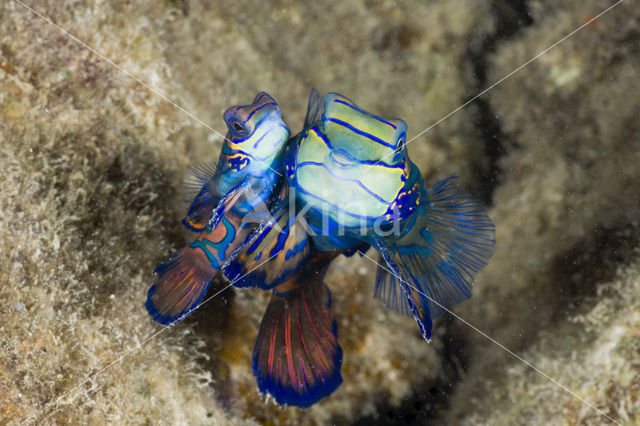 Mandarinfish (Synchiropus splendidus)