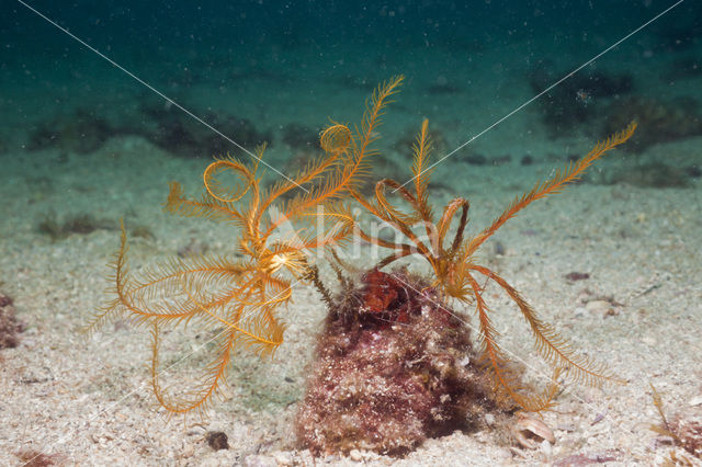 Mediterrane haarster (Antedon mediterranea )