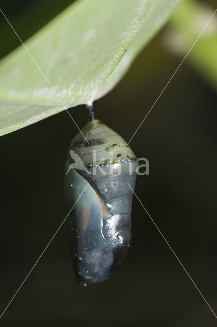 Monarchvlinder (Danaus plexippus)