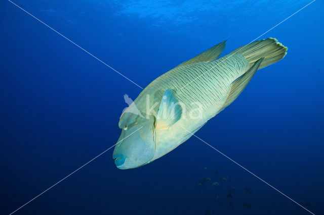 Humpback wrasse