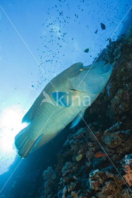 Humpback wrasse