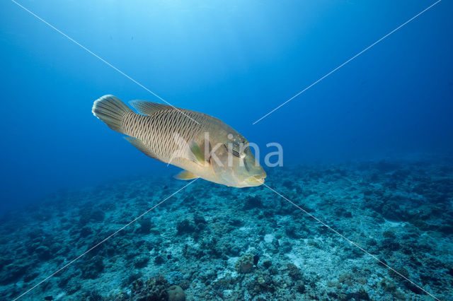 Humpback wrasse