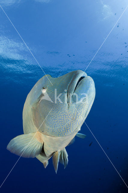 Humpback wrasse