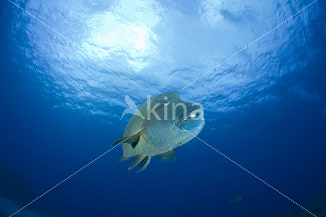 Humpback wrasse
