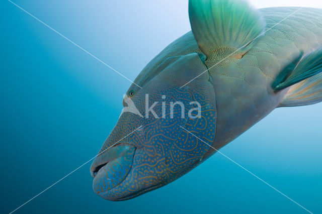 Humpback wrasse