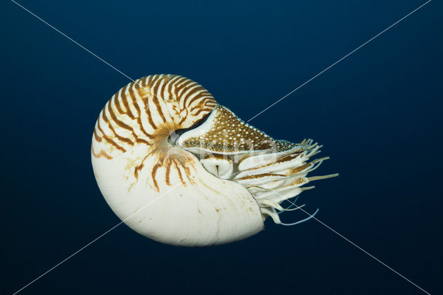 Nautilus schelp (Nautilus pompilius)