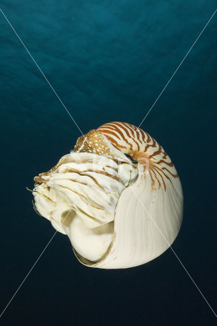 Nautilus schelp (Nautilus pompilius)