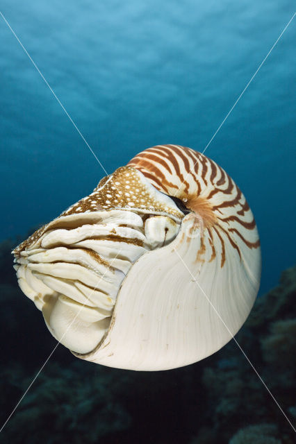 Nautilus schelp (Nautilus pompilius)