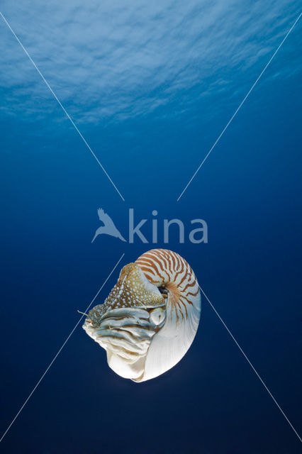 Nautilus schelp (Nautilus pompilius)