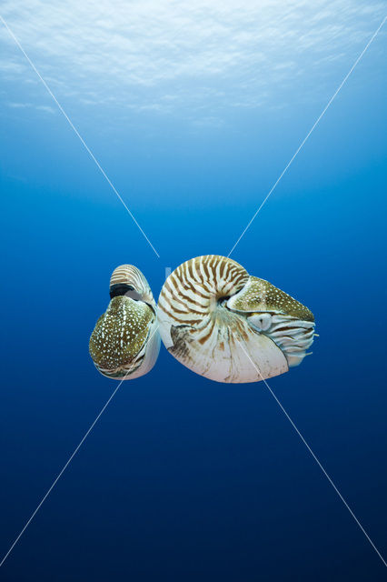 Nautilus schelp (Nautilus pompilius)