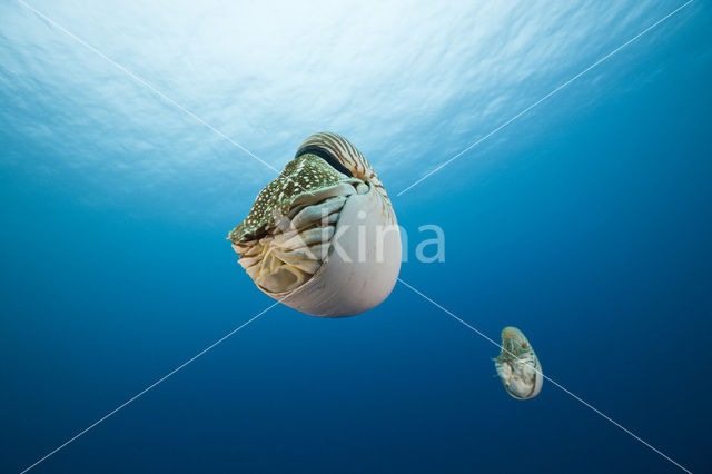 Nautilus schelp (Nautilus pompilius)