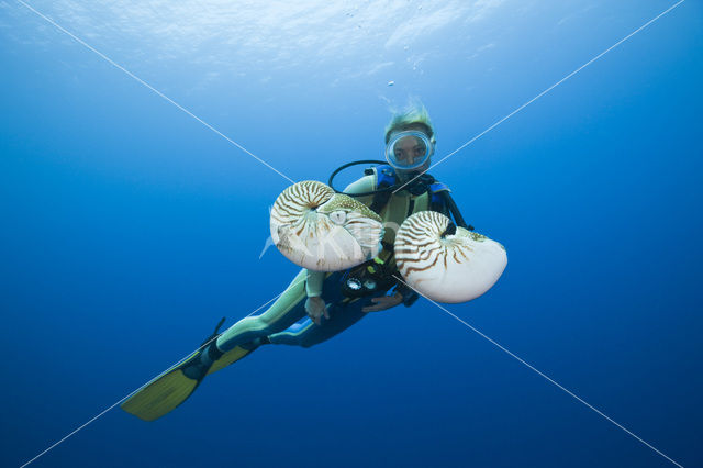 Nautilus schelp (Nautilus pompilius)