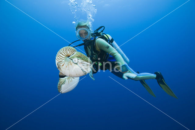 Nautilus schelp (Nautilus pompilius)