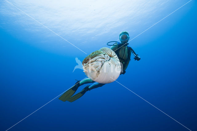 Chambered nautilus