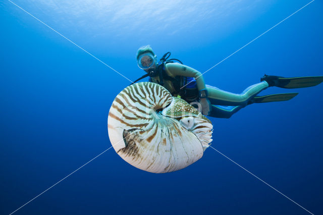 Nautilus schelp (Nautilus pompilius)