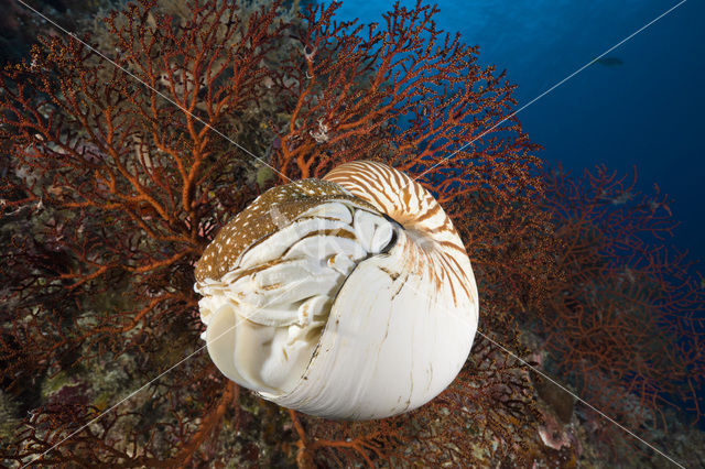 Nautilus schelp (Nautilus pompilius)