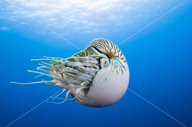 Nautilus schelp (Nautilus pompilius)