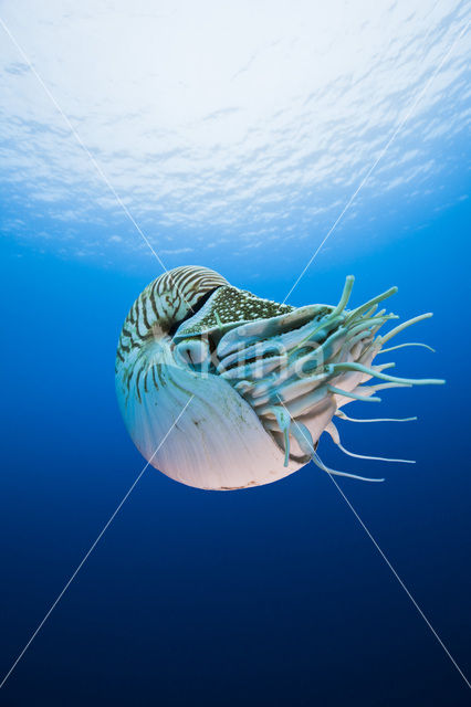 Nautilus schelp (Nautilus pompilius)