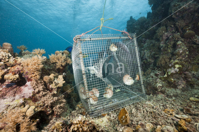 Palau nautilus