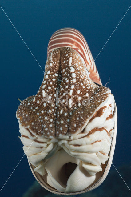 Nautilus schelp (Nautilus belauensis)