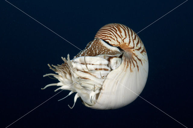 Nautilus schelp (Nautilus belauensis)