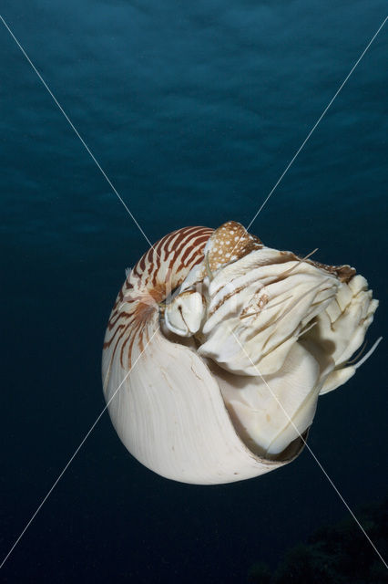 Nautilus schelp (Nautilus belauensis)