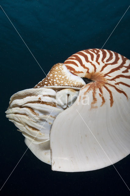 Nautilus schelp (Nautilus belauensis)