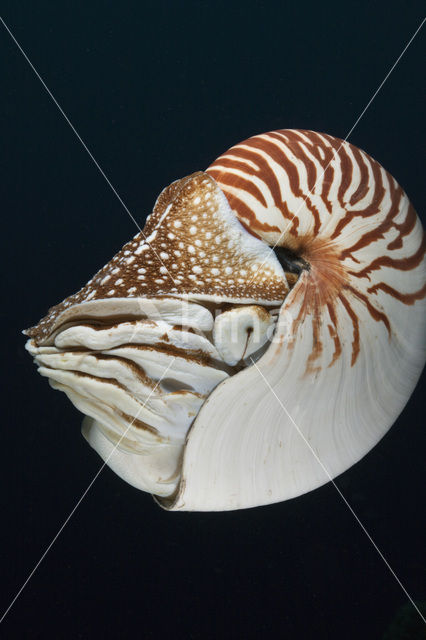 Nautilus schelp (Nautilus belauensis)