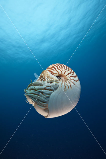 Palau nautilus