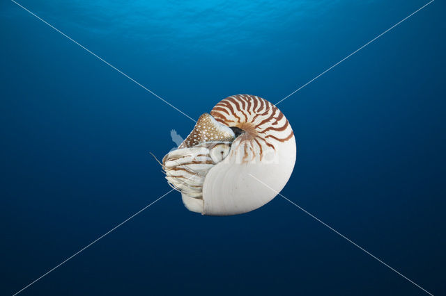 Palau nautilus