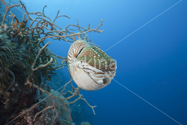 Nautilus schelp (Nautilus belauensis)