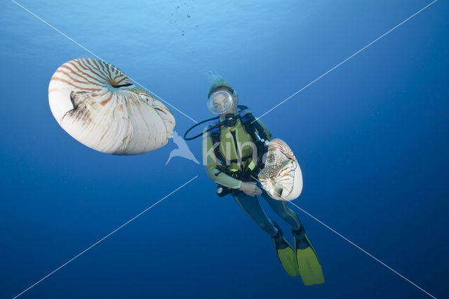 Nautilus schelp (Nautilus belauensis)