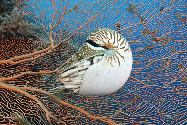 Nautilus schelp (Nautilus belauensis)