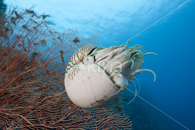 Nautilus schelp (Nautilus belauensis)