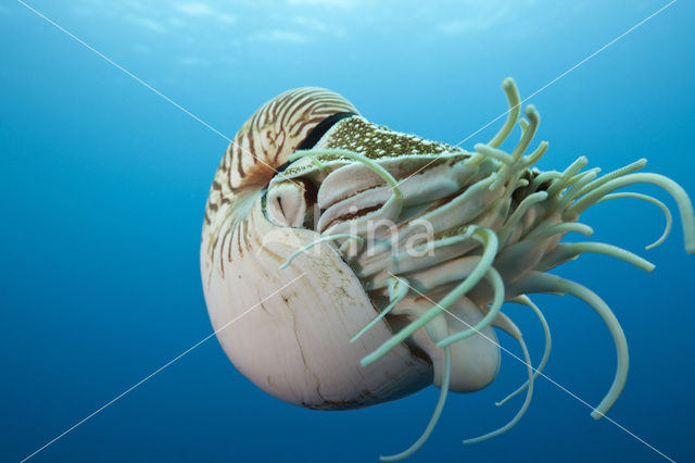 Nautilus schelp (Nautilus belauensis)